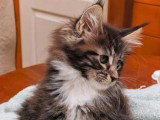 Trois chatons femelles Maine Coon LOOF nés en avril 2026 à réserver