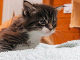 Trois chatons femelles Maine Coon LOOF nés en avril 2026 à réserver
