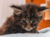 Trois chatons femelles Maine Coon LOOF nés en avril 2026 à réserver