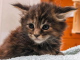 Trois chatons femelles Maine Coon LOOF nés en avril 2026 à réserver