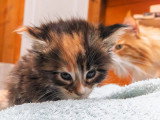 Trois chatons femelles Maine Coon LOOF nés en avril 2026 à réserver
