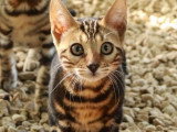 Chaton femelle Bengal brown marble LOOF à vendre