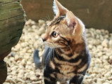 Chaton femelle Bengal brown marble LOOF à vendre