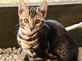 Chaton femelle Bengal brown marble LOOF à vendre