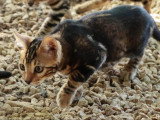 Chaton femelle Bengal brown marble LOOF à vendre