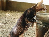 Chaton femelle Bengal brown marble LOOF à vendre
