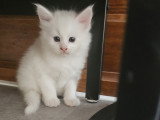 Chatons Maine Coon croisés Angora Turc à vendre