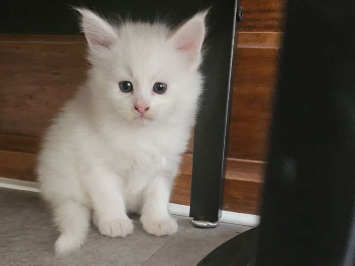 Chatons Maine Coon croisés Angora Turc à vendre
