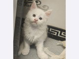 Chatons Maine Coon croisés Angora Turc à vendre