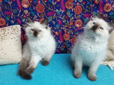 Portée Ragdoll LOOF 4 chatons seal et red point nés mars 2026 à vendre