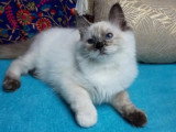 Portée Ragdoll LOOF 4 chatons seal et red point nés mars 2026 à vendre