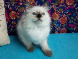 Portée Ragdoll LOOF 4 chatons seal et red point nés mars 2026 à vendre