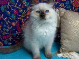 Portée Ragdoll LOOF 4 chatons seal et red point nés mars 2026 à vendre