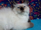 Portée Ragdoll LOOF 4 chatons seal et red point nés mars 2026 à vendre