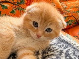 Chaton Scottish Fold non LOOF à vendre né en avril 2026