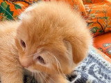 Chaton Scottish Fold non LOOF à vendre né en avril 2026