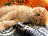 Chaton Scottish Fold non LOOF à vendre né en avril 2026