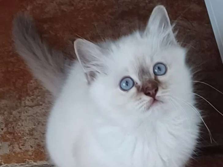 5 chatons Sacrés de Birmanie LOOF nés avril 2026 à vendre