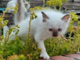 5 chatons Sacrés de Birmanie LOOF nés avril 2026 à vendre