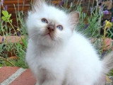 5 chatons Sacrés de Birmanie LOOF nés avril 2026 à vendre