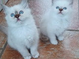 5 chatons Sacrés de Birmanie LOOF nés avril 2026 à vendre