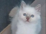 5 chatons Sacrés de Birmanie LOOF nés avril 2026 à vendre