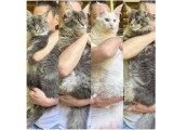 Chatons mâles Maine Coon LOOF de 5 mois et demi à vendre