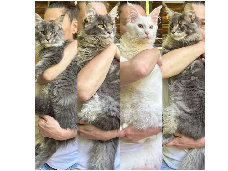 Chatons mâles Maine Coon LOOF de 5 mois et demi à vendre