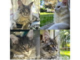 Chatons mâles Maine Coon LOOF de 5 mois et demi à vendre