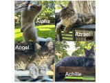 Chatons mâles Maine Coon LOOF de 5 mois et demi à vendre