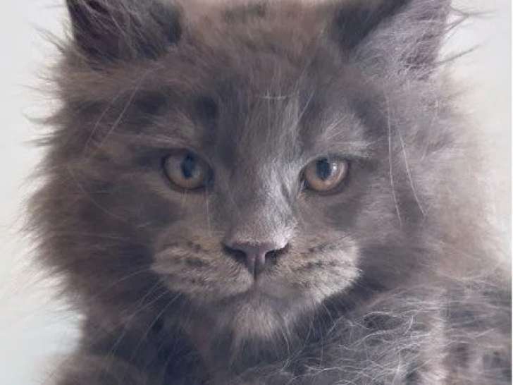5 chatons Maine Coon bleu smoke LOOF d'avril 2026 à réserver