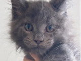 5 chatons Maine Coon bleu smoke LOOF d'avril 2026 à réserver