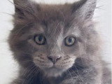5 chatons Maine Coon bleu smoke LOOF d'avril 2026 à réserver