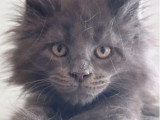 5 chatons Maine Coon bleu smoke LOOF d'avril 2026 à réserver