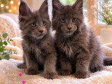 5 chatons Maine Coon bleu smoke LOOF d'avril 2026 à réserver