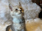 À vendre : 4 chatons Maine Coon LOOF black silver mackerel tabby