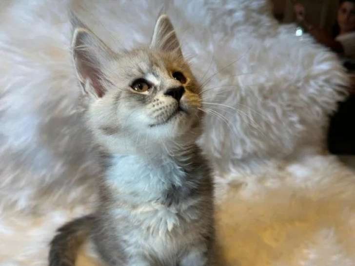 À vendre : 4 chatons Maine Coon LOOF black silver mackerel tabby
