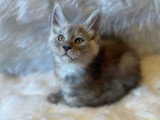 À vendre : 4 chatons Maine Coon LOOF black silver mackerel tabby