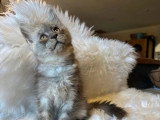 À vendre : 4 chatons Maine Coon LOOF black silver mackerel tabby