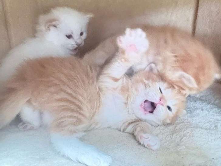 4 chatons Sibériens à la réservation LOOF 3 femelles 1 mâle