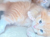 4 chatons Sibériens à la réservation LOOF 3 femelles 1 mâle