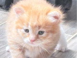 4 chatons Sibériens à la réservation LOOF 3 femelles 1 mâle