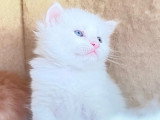 4 chatons Sibériens à la réservation LOOF 3 femelles 1 mâle