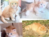 4 chatons Sibériens à la réservation LOOF 3 femelles 1 mâle
