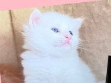 4 chatons Sibériens à la réservation LOOF 3 femelles 1 mâle