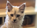 Chatons de race Maine Coon à vendre (2 femelles)