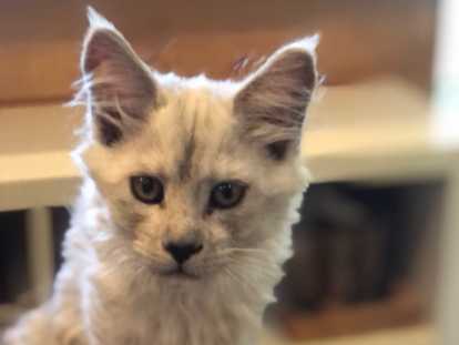 Chatons de race Maine Coon à vendre (2 femelles)