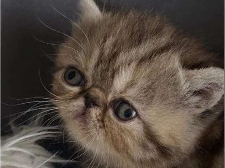 Chaton femelle Exotic Shorthair à réserver inscrit au LOOF