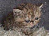 Chaton femelle Exotic Shorthair à réserver inscrit au LOOF