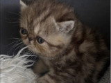 Chaton femelle Exotic Shorthair à réserver inscrit au LOOF